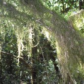 des beaux lichens dans le lit du ger